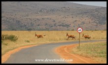 Red Hartebeest on the run, totally ignoring the speed limit!
