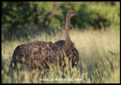 Ostrich juvenile