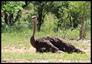 Ostrich female on a nest