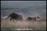 Round 1! Black Wildebeest Duel