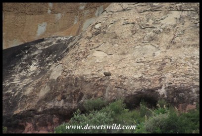 Well camouflaged rock hyrax watching our progress