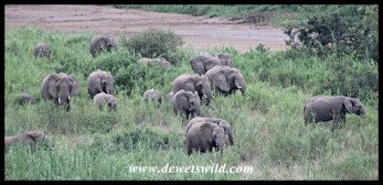 Big elephant herd feeding in a reedbed