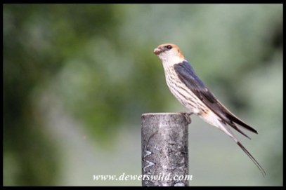 Greater Striped Swallow bringing mud to build its nest on the veranda of Thendele's unit 27