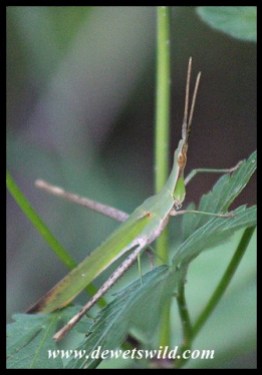Common Stick Grasshopper camouflage