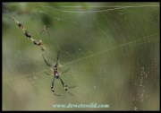 Golden Orb Web Spider - the female is considerably larger than the male