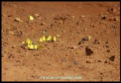 Mixed bag of butterflies at a mud puddle