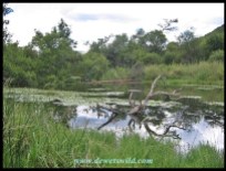 Lily Dam Hide in Loskop Dam Nature Reserve