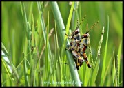 Elegant Grasshopper nymphs