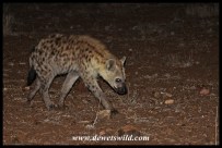 Spotted Hyena in the spotlight