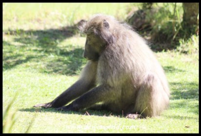 Bold baboons frequent the camp at Giant's Castle