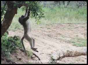 Playful baboons at Kumasinga