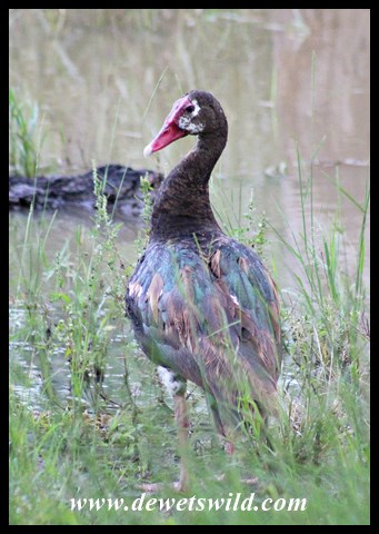 Spur-winged Goose (male)