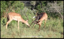 Impala standoff