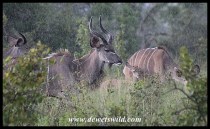 Kudu family caught in the rain