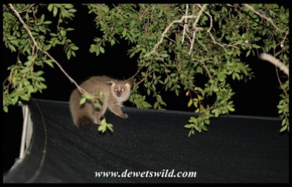 Thick-tailed Bushbabies visited our tent at uMkhuze every night