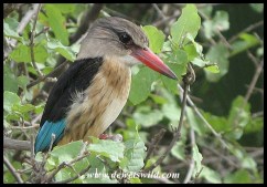Brown-hooded kingfisher