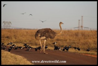 Ostrich and Pied Crows