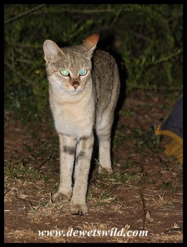 African Wild Cat visiting our campsite in Satara