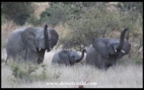 Wary elephant trio