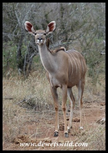 Kudu cow