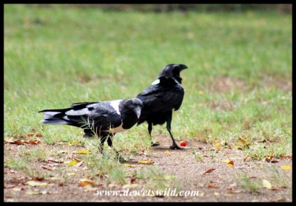 Pied crows