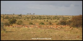 Huge herd of impala