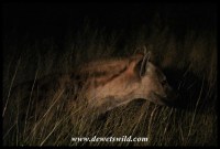 Spotted Hyena on a night drive