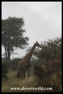 Giraffe in rainstorm