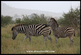 Plains Zebras caught in rainstorm