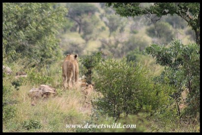 Pride of lion just north of Tshokwane