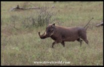 Big warthog boar