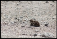 Double-Banded Sandgrouse chick