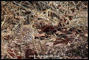 Well camouflaged Double-Banded Sandgrouse