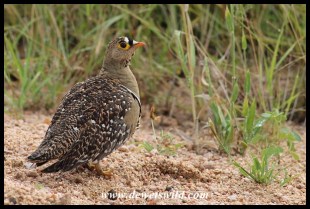 Double-Banded Sandgrouse Male
