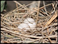 Two Laughing Dove eggs in the nest