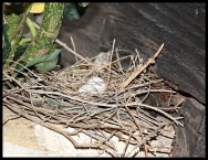 Nest with two Laughing Dove eggs