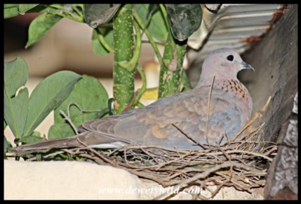 Laughing Dove on nest