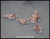 Yellow-billed Duck family