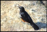 Mocking Cliff Chat (male)