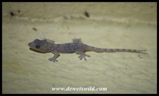 Baby Common Tropical House Gecko