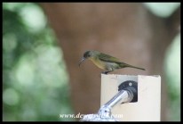 Olive Sunbird