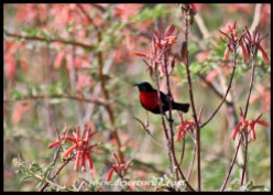 Scarlet-chested Sunbird (male)
