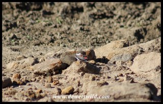 Three-banded Plover on its nest