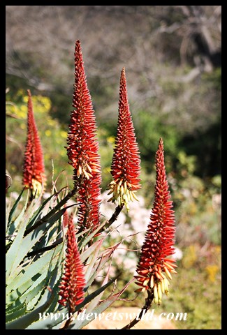 Splendid flowers at Walter Sisulu National Botanical Garden