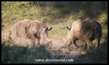 White Rhinos - Hluhluwe-Imfolozi Park