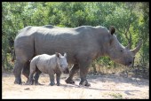 White Rhino Cow and Calf