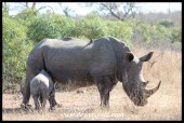 White Rhino Calf suckling