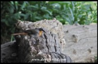 Ringed Cape Robin Chat (Moreletakloof)