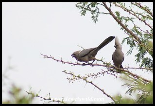 Grey Go-away-birds