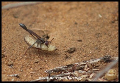 Thread-waisted Wasp and prey at Marakele National Park